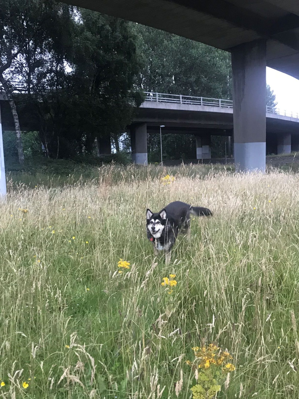 The image shows Raksha coming closer. She is a mid-sized mix of German Shepard and Husky, with black fur, white cheeks and eyebrows, and some white on her chest and legs. her ears are visible as white triangles with black outlines. She is in a field of green and tan grass with some golden flowers and two concrete highway overpasses and some trees in the background. 