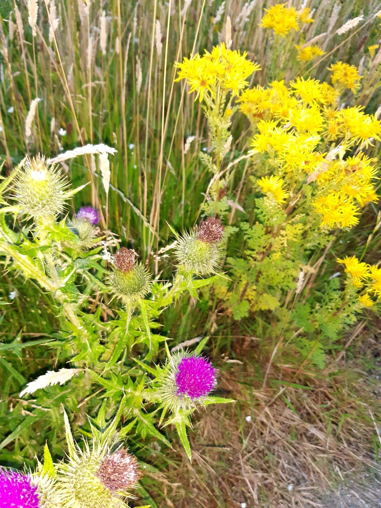 The image shows a thistle plant, with spiky leaves and flowers, topped by purple tufts. Behind it is another plant with light yellow flowers. 