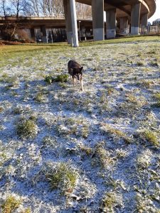 The image shows Raksha, a mid-sized black dog with tan legs, and tan on her cheeks and eyebrows approaching the camera. She's walking on snowy grass, carefully placing one paw out in front of her before putting her weight on it. It's very sunny, and a bit cold looking. She seems unsure about things, but focused on walking over the unstable surface. 