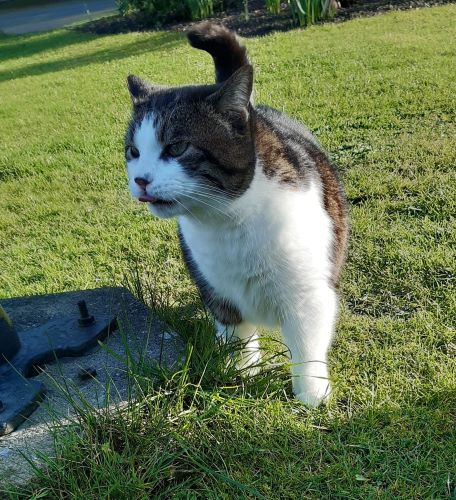 The image shows a stocky male cat with a hint of "tomcat jowls". He's got thick, medium-short fur that stands out like deep velvet. He's facing the camera, with his head looking off to his right. His left leg, chest, throat, muzzle, and center forehead are snowy white. The rest of his head and ears, and his back and tail are a brindled golden-tan and gray-black. He's sniffing the breeze after eating some of the green grass he's standing on, and licking his lips. Next to his right leg, which is the same brindle as his back and tail, is the base of a small street lamp 