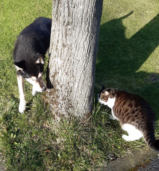 The image shows a cat and a dog by a tree. The cat, with brindled black and gold-gray fur, and white legs and throat, is eating grass. if you look closely, you can see sunlight turning his eye golden as he munches. The dog is mid-sized, and black with cream legs, face (except for a black stripe on her snout), cream-colored fur on the inside of her pointed ears. She's sniffing the tree. Both of them have their fur glowing in the sun. 