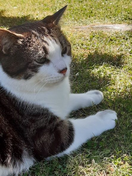 The image shows a British Shorthair cat with stripey shoulders and head, white legs and neck, and a white muzzle. His white fur looks velvety soft (it is), and his white paws have a little dirt on them. He is lounging on grass dappled by sun and shade