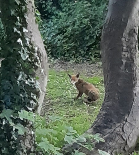 The image shows a red fox, framed by two wavy tree trunks, one of which is covered in ivy. Its fur is the typical orangey-brown, and it's sitting with its left side to the camera. Its head is turned to glance at the rude human who's pointing things at it, and there's a bush in the background that contains another fox, which you cannot see. The two were apparently having some sort of interaction that was interrupted by my presence. The whole picture is a bit out of focus.