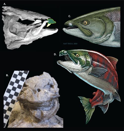 This picture is a compilation of four images, labeled A, B, C, and D. "A" is in the top left corner, and it's a scan of the fossilized head of the extinct salmon, with the "saber-tooth" highlighted and drawn over in green and yellow, pointing downward in the "saber-tooth" position that had been originally proposed. B is on the bottom left, showing a view of the fossilized skull from the front, showing the "saber-teeth" pointing sideways, rather than down. "C" is on the top right, and shows an artist's recreation of the newly proposed tooth position, pointing sideways, in a manner clearly not designed for hunting. Image "D" is the bottom right, and shows the artist's reconstruction of the whole fish, with the same sideways-pointing "fangs". 