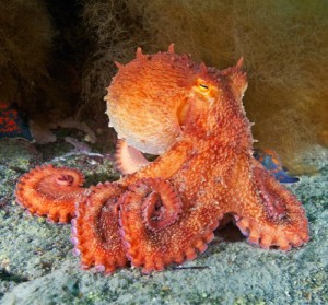 Friday Cephalopod: Incredible Octopus Talent #382: Wearing bright ...