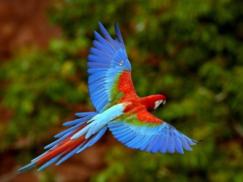 red-and-green-macaw-in-flight-brazil-pictures