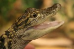 baby-aligator-smiling