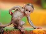 baby-macaque