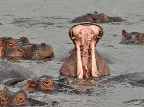hippo-pod-africa