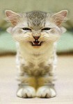 angry-kitty