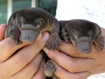 babyplatypuses