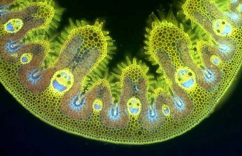 Just some happy grass cells under the microscope. - Imgur