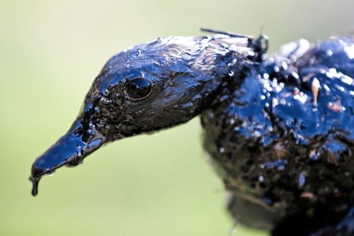 arkansas-oil-spill-bird