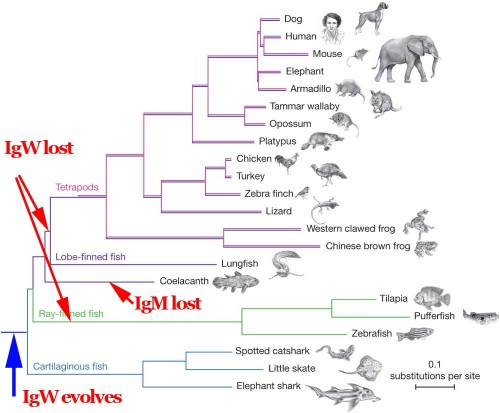 phylogeny with IgW, IgM highlighted