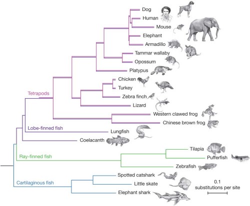 vertebrate phylogeny diagram