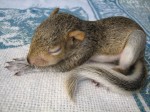 sleeping-baby-squirrel