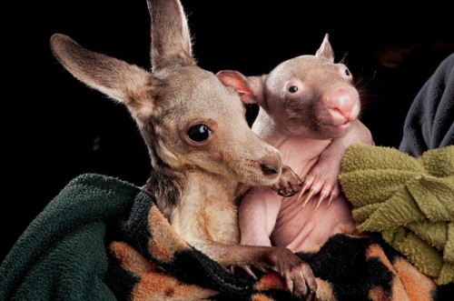 kangaroo-and-wombat