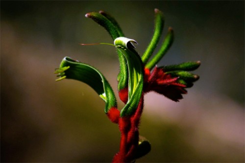 kangaroo-paw