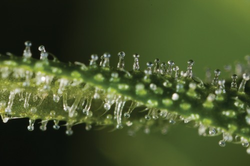 trichomes