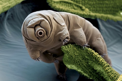 half-millimeter-long-tardigrade