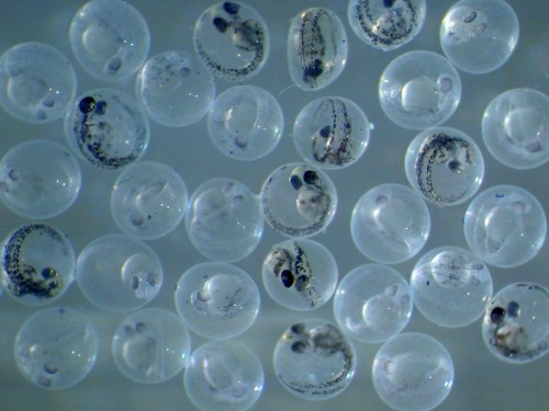 zebrafishembryos