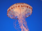Jellyfish_beautiful