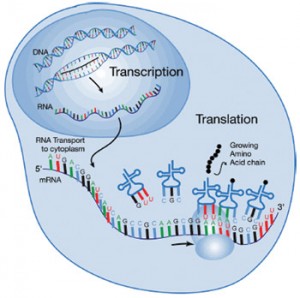 microRNAs and cancer