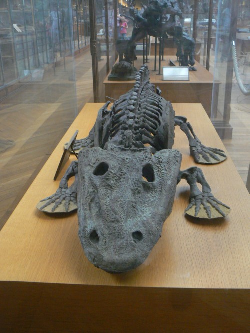 Eryops, a kind of amphibian from which other tetrapods evolved