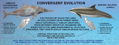 Convergent evolution between ichthyosaurs and dolphins