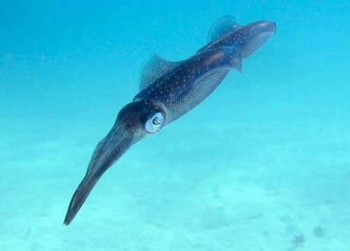 Lovely torpedo-shaped squid