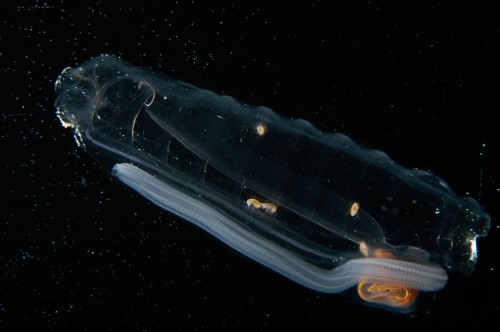 Woods Hole Oceanographic Institution