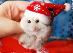 Animals Dressed for Christmas