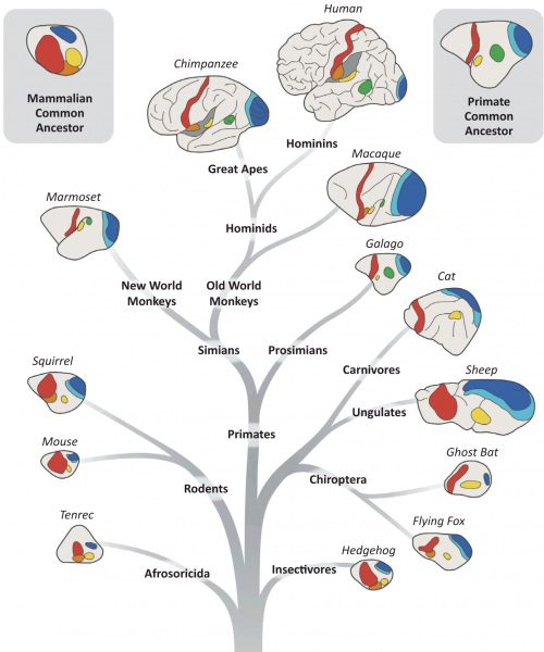 brainevo