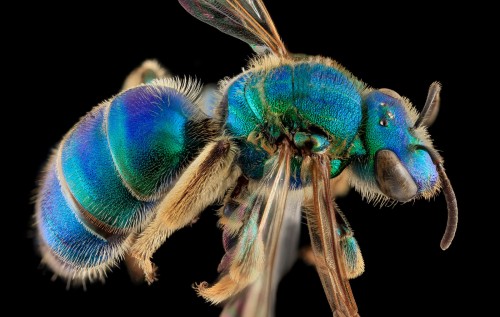 Intimate Portraits of Bees