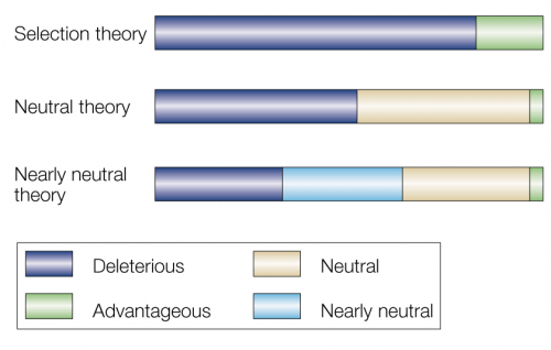 Selectionist, neutral and nearly neutral theories. a | Selectionist theory: early neo-Darwinian theories assumed that all mutations would affect fitness and, therefore, would be advantageous or deleterious, but not neutral. b | Neutral theory: the neutral theory considered that, for most proteins, neutral mutations exceeded those that were advantageous, but that differences in the relative proportions of neutral sites would influence the rate of molecular evolution (that is, more neutral sites would produce a faster overall rate of change). c | Nearly neutral theory: the fate of mutations with only slight positive or negative effect on fitness will depend on how population size affects the outcome. 