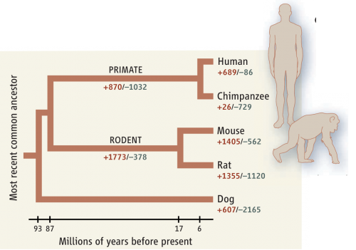 Throughout evolution, the gain (+) in the number of copies of some genes and the loss (–) of others have contributed to human- chimp differences.