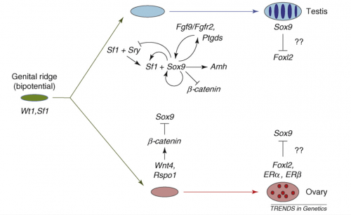 The molecular and genetic events in mammalian sex determination. The bipotential genital ridge is established by genes including Sf1 and Wt1, the early expression of which might also initiate that of Sox9 in both sexes. b-catenin can begin to accumulate as a response to Rspo1–Wnt4 signaling at this stage. In XX supporting cell precursors, b-catenin levels could accumulate sufficiently to repress SOX9 activity, either through direct protein interactions leading to mutual destruction, as seen during cartilage development, or by a direct effect on Sox9 transcription. However, in XY supporting cell precursors, increasing levels of SF1 activate Sry expression and then SRY, together with SF1, boosts Sox9 expression. Once SOX9 levels reach a critical threshold, several positive regulatory loops are initiated, including autoregulation of its own expression and formation of feed-forward loops via FGF9 or PGD2 signaling. If SRY activity is weak, low or late, it fails to boost Sox9 expression before b-catenin levels accumulate sufficiently to shut it down. At later stages, FOXL2 increases, which might help, perhaps in concert with ERs, to maintain granulosa (follicle) cell differentiation by repressing Sox9 expression. In the testis, SOX9 promotes the testis pathway, including Amh activation, and it also probably represses ovarian genes, including Wnt4 and Foxl2. However, any mechanism that increases Sox9 expression sufficiently will trigger Sertoli cell development, even in the absence of SRY.