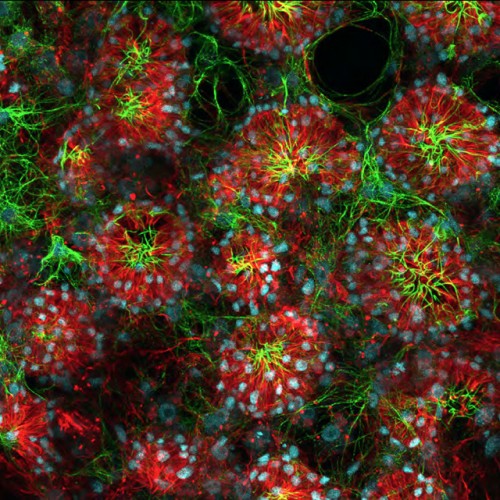 HHMI The image shows approximately 16 choanocyte chambers, each about 30 micrometers in diameter—about the size of a pollen grain. The green color marks the flagella—hair-like structures that pump the water. The red color marks the cytoskeleton, which includes a structure called the collar (not visible here) that captures the prey. The light-blue regions mark the nuclei of individual choanocytes. 