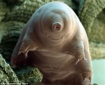 tardigrade