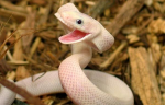 Happy-Snake