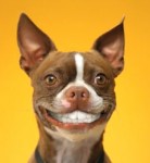 dog-smile