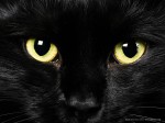 black-cat-with-green-eyes-wallpaper-3