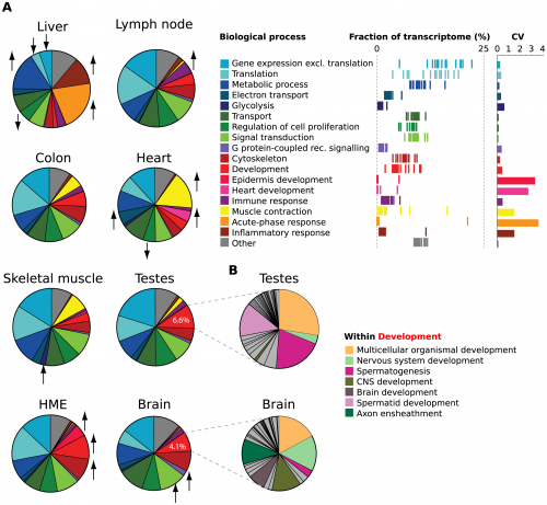 (A) Pie graphs show estimated fraction of cellular transcripts deriving from genes belonging to a set of top-level Gene Ontology Biological Process categories for 7 human tissues and 1 cell line. Fractions were estimated from read density (RPKM) of Ensembl transcripts for each gene. Names of categories, distribution of transcriptome fraction across the samples (each line is a sample), and the coefficients of variation are shown at right. Biological processes with significantly higher or lower densities in individual tissues and cell lines are denoted by arrows. (B) FRACT analysis of sub-categories of the top-level ‘Development’ category in brain and testes.