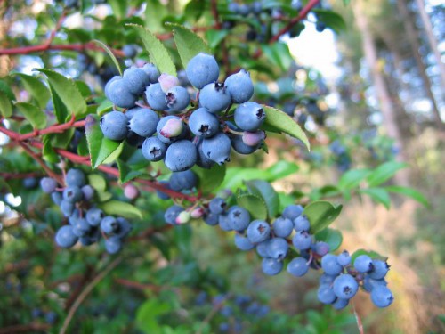 Blue_Huckleberries