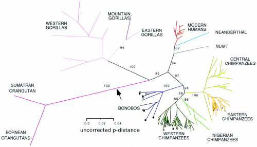 Unrooted phylogram of mitochondrial DNA sequences. Gagneux P1, Wills C, Gerloff U, Tautz D, Morin PA, Boesch C, Fruth B, Hohmann G, Ryder OA, Woodruff DS. (1999) Mitochondrial sequences show diverse evolutionary histories of African hominoids. Proc Natl Acad Sci USA 96(9):5077-82.