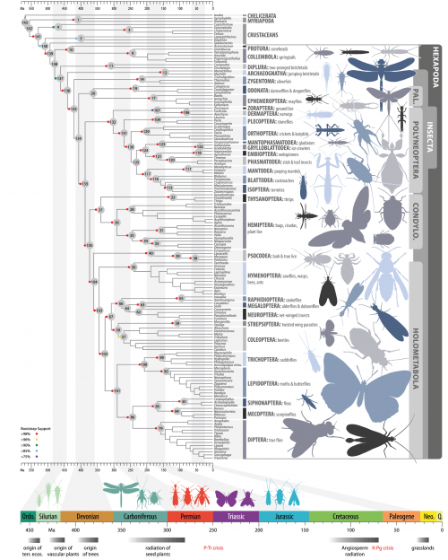 Dated phylogenetic tree of insect relationships. The tree was inferred through a maximum-likelihood analysis of 413,459 amino acid sites divided into 479 metapartitions. Branch lengths were optimized and node ages estimated from 1,050,000 trees sampled from trees separately generated for 105 partitions that included all taxa. All nodes up to orders are labeled with numbers (gray circles). Colored circles indicate bootstrap support (left key). The time line at the bottom of the tree relates the geological origin of insect clades to major geological and biological events. CONDYLO, Condylognatha; PAL, Palaeoptera. 