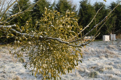 Alder and Ash