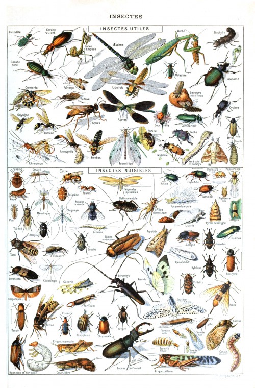 Insects_Larousse