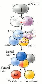 Cell-cell signaling in the 4-cell embryo of C. elegans. The P2 cell produces two signals: (1) the juxtacrine protein APX-1 (Delta), which is bound by GLP-1 (Notch) on the ABp cell, and (2) the paracrine protein MOM-2 (Wnt), which is bound by the MOM-5 (Frizzled) protein on the EMS cell. 