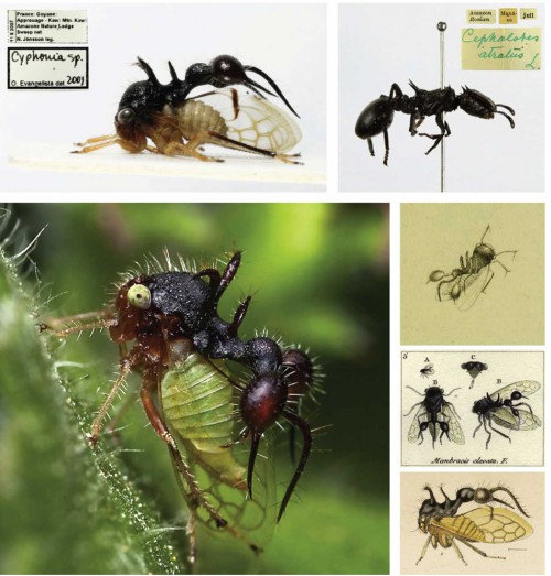 Cyphonia clavata: The treehopper Cyphonia clavata with a mimic of an ant (top right) extending from its pronotum (photos: M. Stensmyr). The ‘ant’ presumably serves to deter predators as the treehopper struts about its habitat (lower left, photo: S. Sanowar). This peculiar-looking insect has also been depicted historically several times, as exemplified here by illustrations by (from top to bottom) Caspar Stoll (1788), Jean Antoine Coquebert de Montbret (1799–1804) and William W. Fowler (1900).
